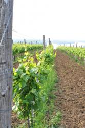 vinogradi_fruska_gora.jpg
